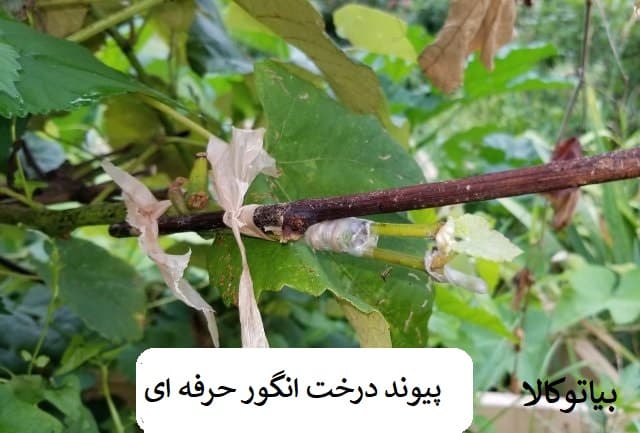 پیوند انگور